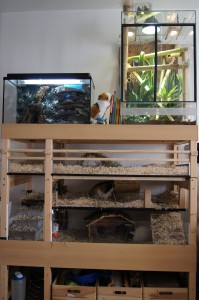 Der "Zoo" Der Zoo, Meerschweinchen, Geckos und das Aquarium
