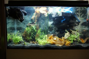 Gefülltes Aquarium - Mit Laub Gefülltes Aquarium - Mit Laub