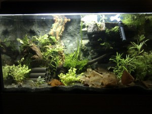 Einlaufen Aquarium, Javamoos Einlaufen Aquarium, Javamoos