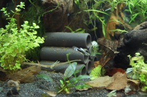Guppy Guppy