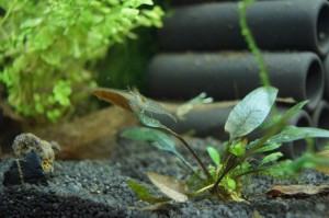 Garnele Garnele auf Blatt