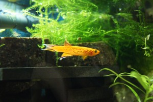 Ährenfisch Ährenfisch - Männchen