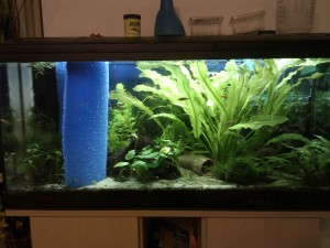Abgetrenntes Aquarium Abgetrenntes Aquarium